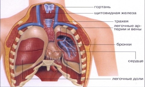 Кашель при простуде, гриппе и ОРВИ